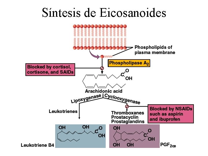 Síntesis de Eicosanoides 