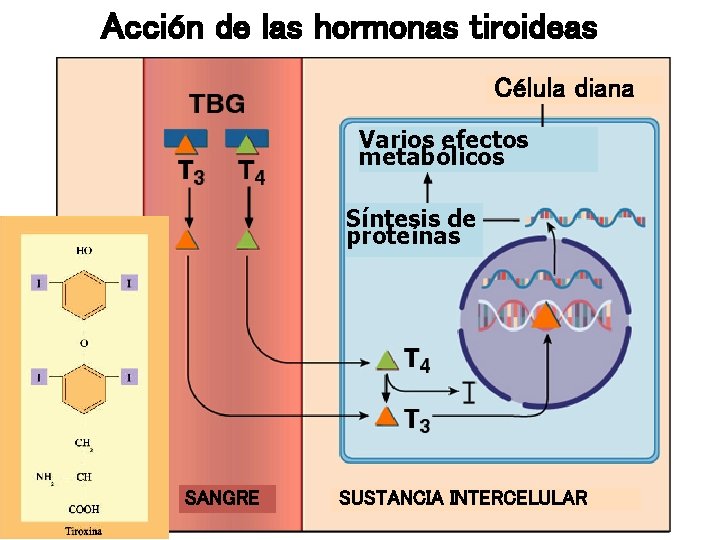 Acción de las hormonas tiroideas Célula diana Varios efectos metabólicos Síntesis de proteínas SANGRE