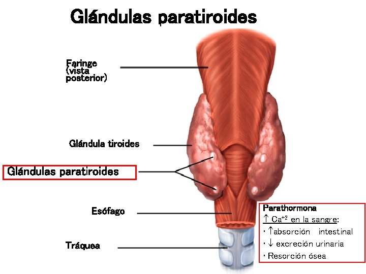 Glándulas paratiroides Faringe (vista posterior) Glándula tiroides Glándulas paratiroides Esófago Tráquea Parathormona Ca+2 en