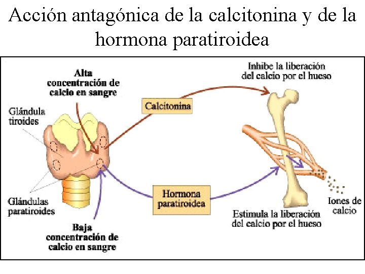 Acción antagónica de la calcitonina y de la hormona paratiroidea 