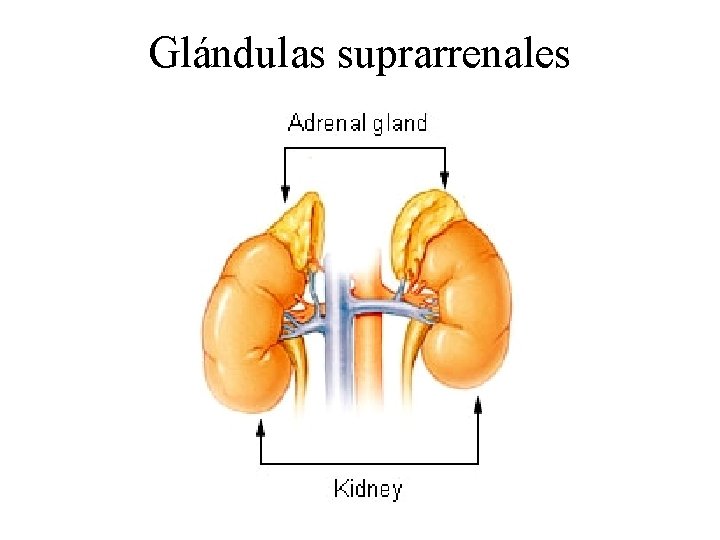 Glándulas suprarrenales 