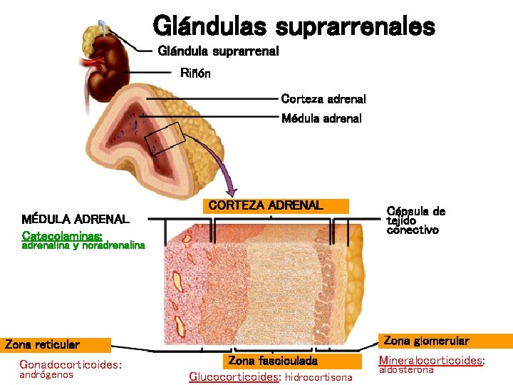 Glándulas suprarrenales Glándula suprarrenal Riñón Corteza adrenal Médula adrenal CORTEZA ADRENAL MÉDULA ADRENAL Catecolaminas: