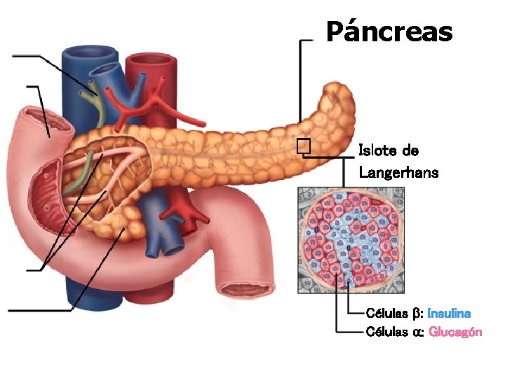 Páncreas Islote de Langerhans Células : Insulina Células : Glucagón Páncreas Islote de Langerhans Células : Insulina Células : Glucagón