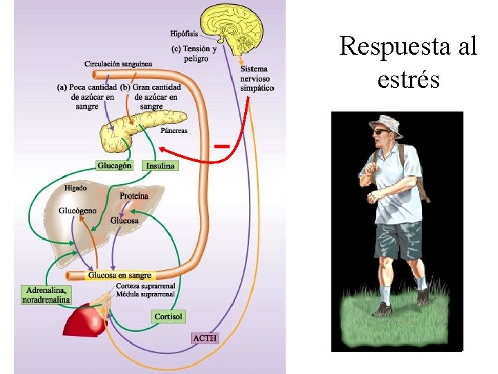 Respuesta al estrés - 