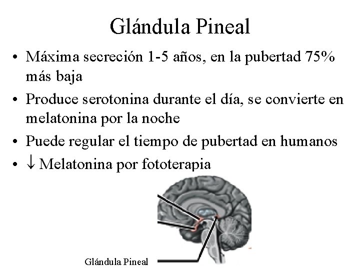 Glándula Pineal • Máxima secreción 1 -5 años, en la pubertad 75% más baja Glándula Pineal • Máxima secreción 1 -5 años, en la pubertad 75% más baja
