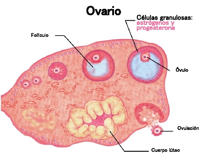 Ovario Células granulosas: estrógenos y progesterona Folículo Óvulo Ovulación Cuerpo lúteo 