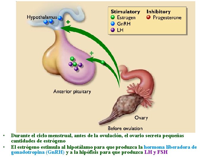  • • Durante el ciclo menstrual, antes de la ovulación, el ovario secreta