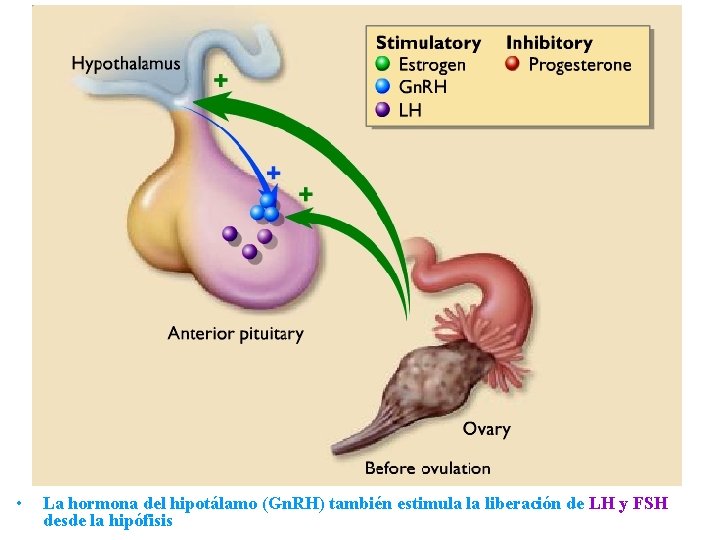  • La hormona del hipotálamo (Gn. RH) también estimula la liberación de LH