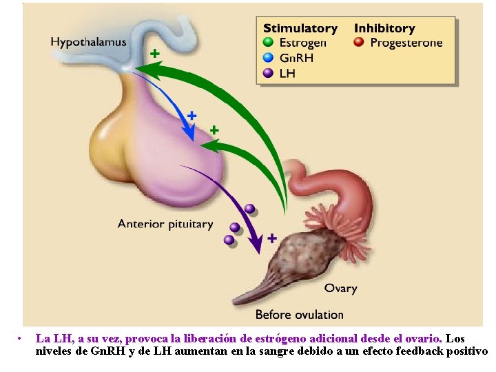  • La LH, a su vez, provoca la liberación de estrógeno adicional desde
