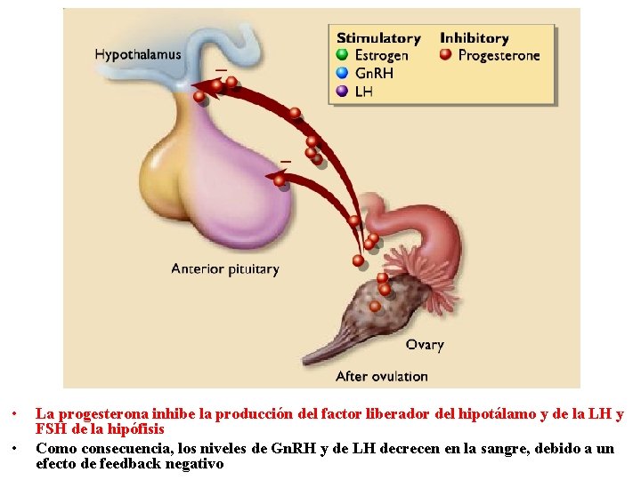  • • La progesterona inhibe la producción del factor liberador del hipotálamo y