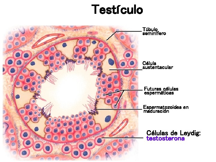 Testículo Túbulo seminífero Célula sustentacular Futuras células espermáticas Espermatozoides en maduración Células de Leydig: