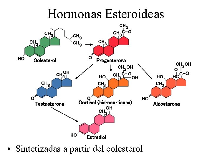 Hormonas Esteroideas Colesterol Testosterona Progesterona Cortisol (hidrocortisona) Estradiol • Sintetizadas a partir del colesterol