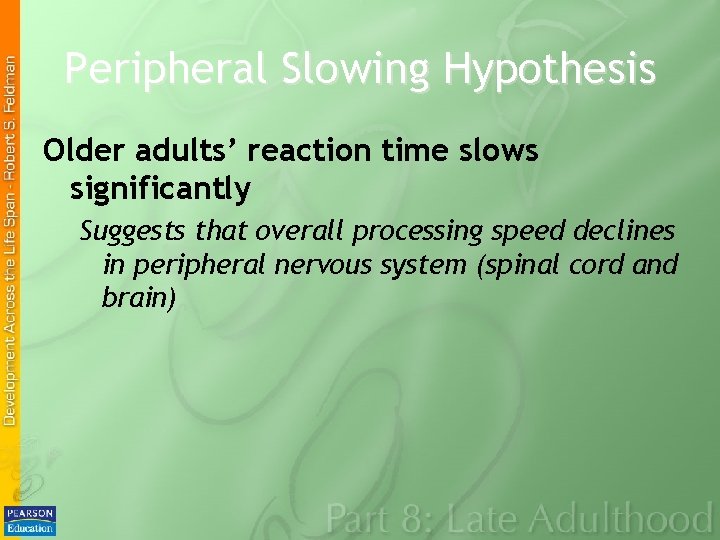 Peripheral Slowing Hypothesis Older adults’ reaction time slows significantly Suggests that overall processing speed