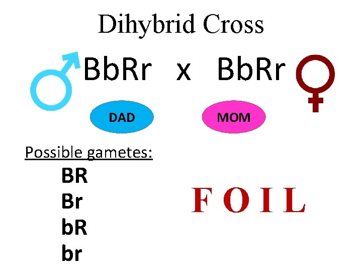 Dihybrid Cross Bb. Rr x Bb. Rr DAD MOM Possible gametes: BR Br b.