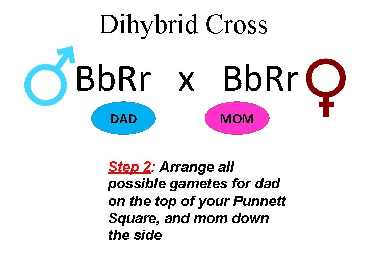 Dihybrid Cross Bb. Rr x Bb. Rr DAD MOM Step 2: Arrange all possible