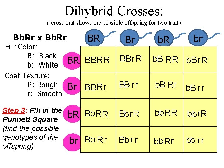Dihybrid Crosses: a cross that shows the possible offspring for two traits Bb. Rr