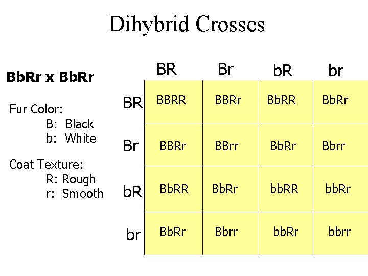 Dihybrid Crosses BR Br b. R br BR BBRr Bb. RR Bb. Rr Br