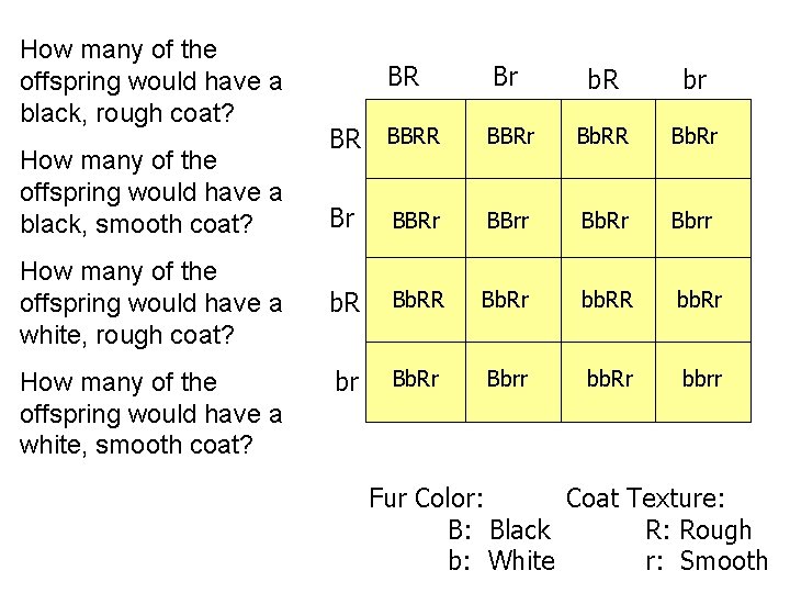 How many of the offspring would have a black, rough coat? How many of