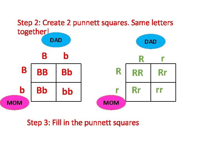 Step 2: Create 2 punnett squares. Same letters together! DAD B DAD b B
