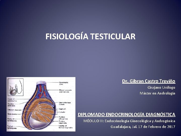 FISIOLOGÍA TESTICULAR Dr. Gibran Castro Treviño Cirujano Urólogo Máster en Andrología DIPLOMADO ENDOCRINOLOGÍA DIAGNÓSTICA