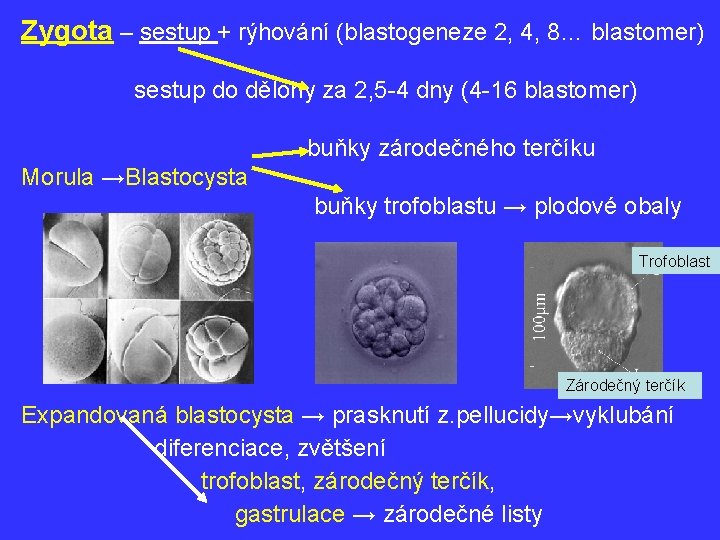 Zygota – sestup + rýhování (blastogeneze 2, 4, 8… blastomer) sestup do dělohy za