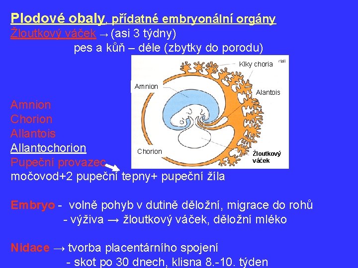 Plodové obaly, přídatné embryonální orgány Žloutkový váček → (asi 3 týdny) pes a kůň