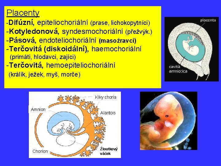Placenty -Difúzní, epiteliochoriální (prase, lichokopytníci) -Kotyledonová, syndesmochoriální (přežvýk. ) -Pásová, endoteliochoriální (masožravci) -Terčovitá (diskoidální),