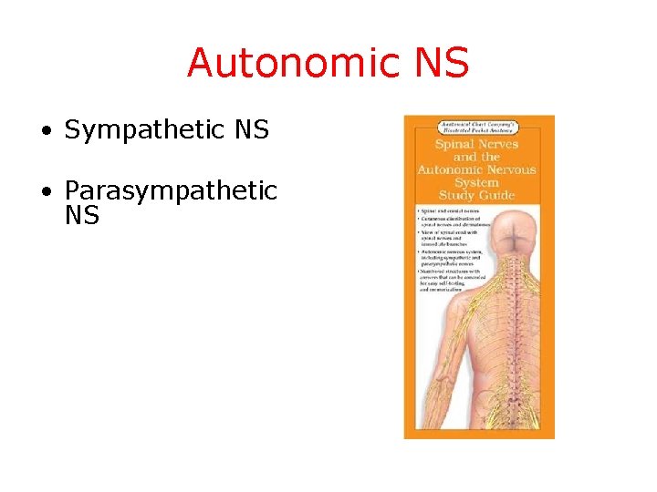 Autonomic NS • Sympathetic NS • Parasympathetic NS 