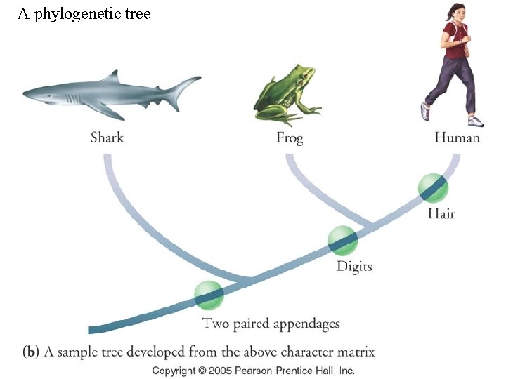 A phylogenetic tree A phylogenetic tree