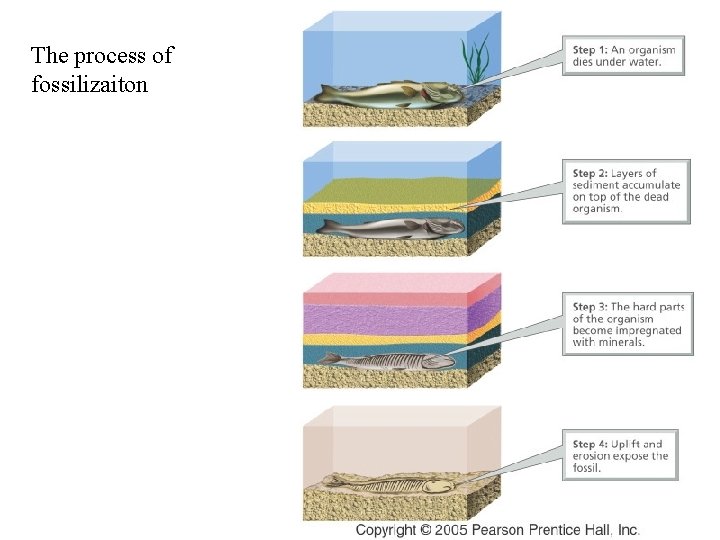 The process of fossilizaiton The process of fossilizaiton