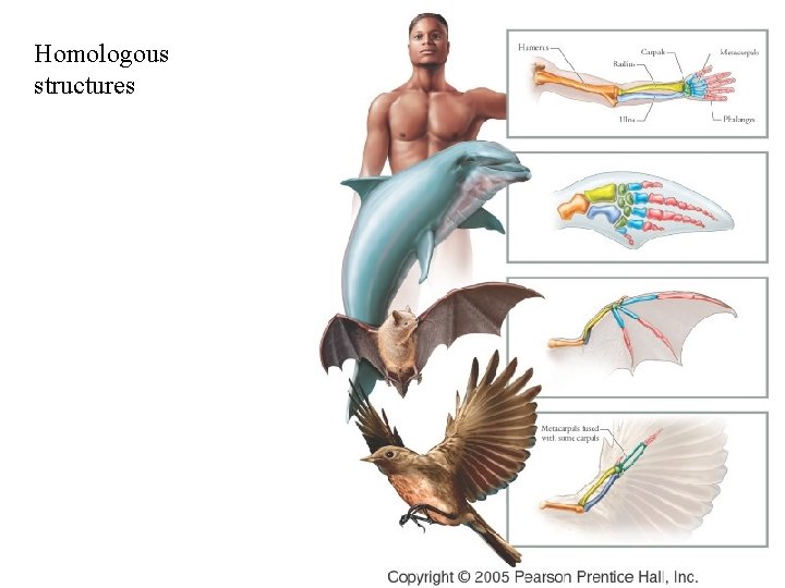 Homologous structures Homologous structures