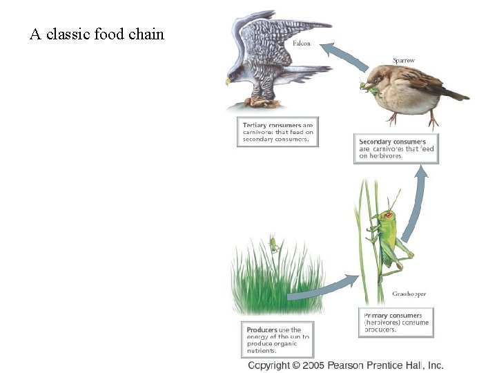 A classic food chain A classic food chain