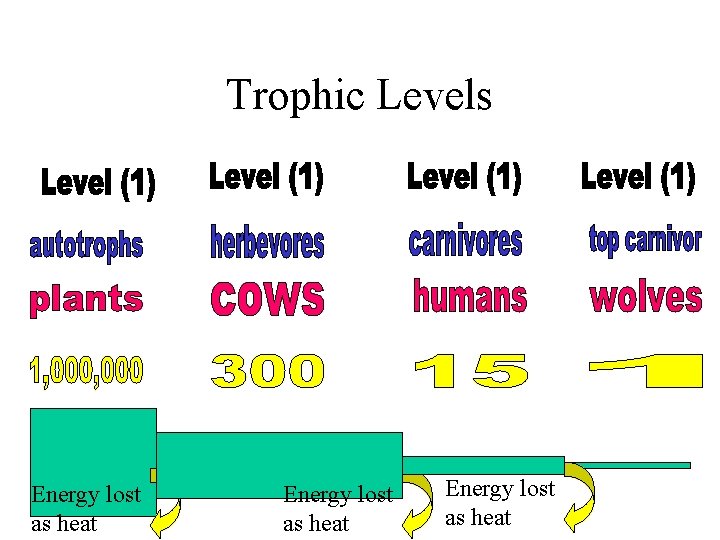 Trophic Levels Energy lost as heat Trophic Levels Energy lost as heat