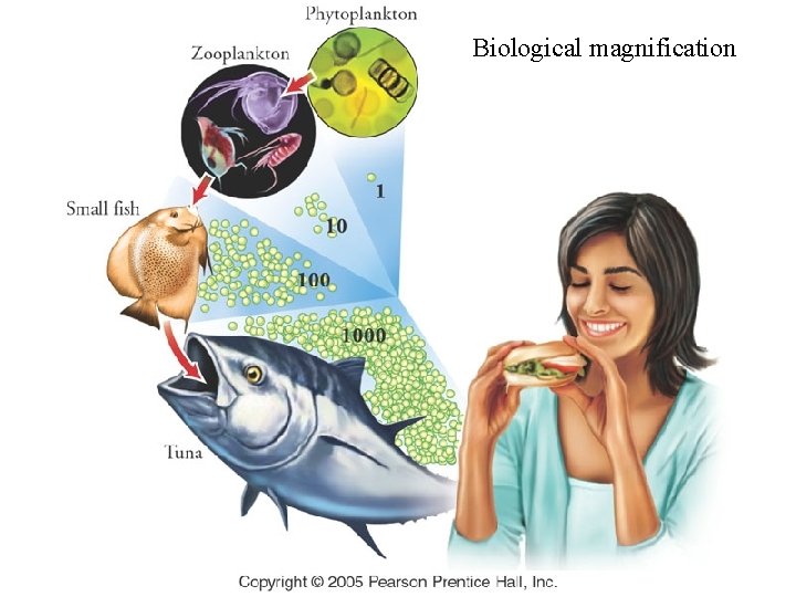 Biological magnification Biological magnification