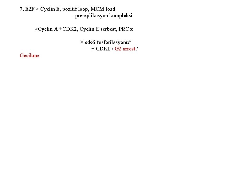 7. E 2 F > Cyclin E, pozitif loop, MCM load =prereplikasyon kompleksi >Cyclin