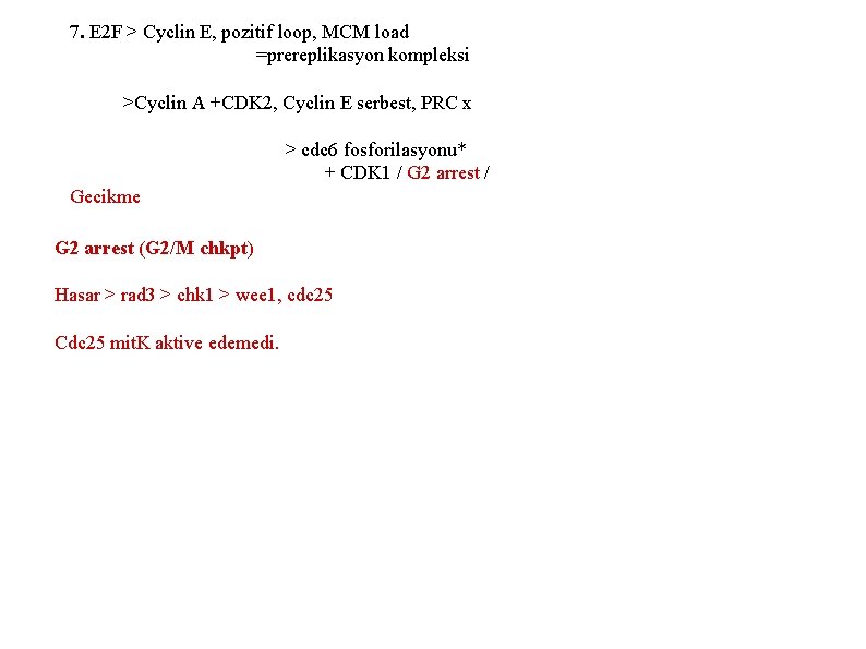 7. E 2 F > Cyclin E, pozitif loop, MCM load =prereplikasyon kompleksi >Cyclin