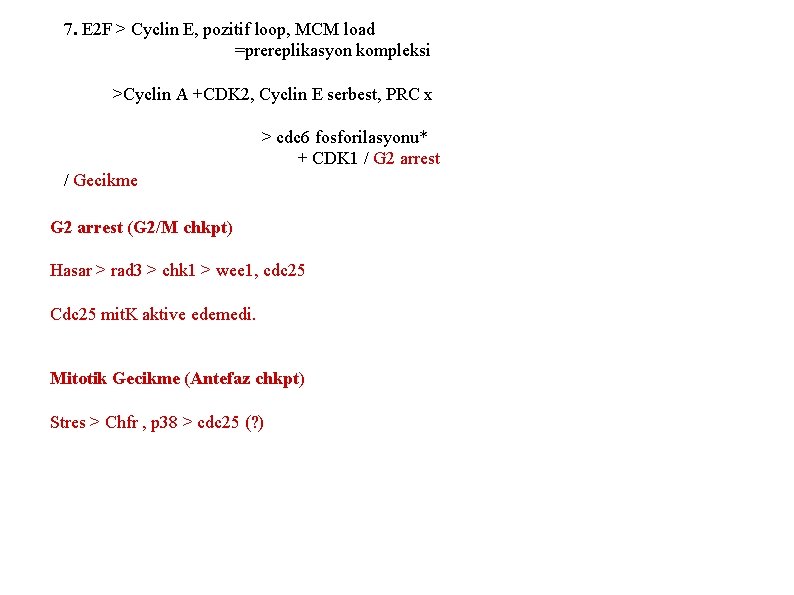 7. E 2 F > Cyclin E, pozitif loop, MCM load =prereplikasyon kompleksi >Cyclin