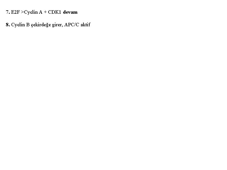 7. E 2 F >Cyclin A + CDK 1 devam 8. Cyclin B çekirdeğe