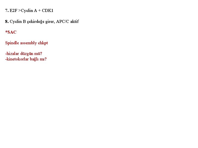 7. E 2 F >Cyclin A + CDK 1 8. Cyclin B çekirdeğe girer,