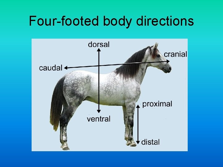 Four-footed body directions Four-footed body directions