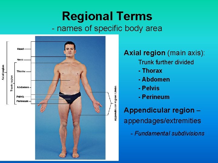 Regional Terms - names of specific body area Axial region (main axis): Trunk further