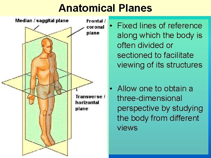 Anatomical Planes • Fixed lines of reference along which the body is often divided