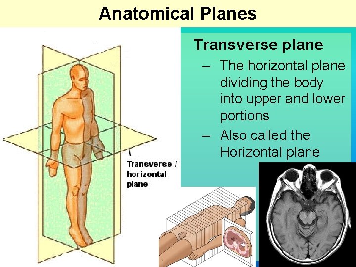 Anatomical Planes Transverse plane – The horizontal plane dividing the body into upper and