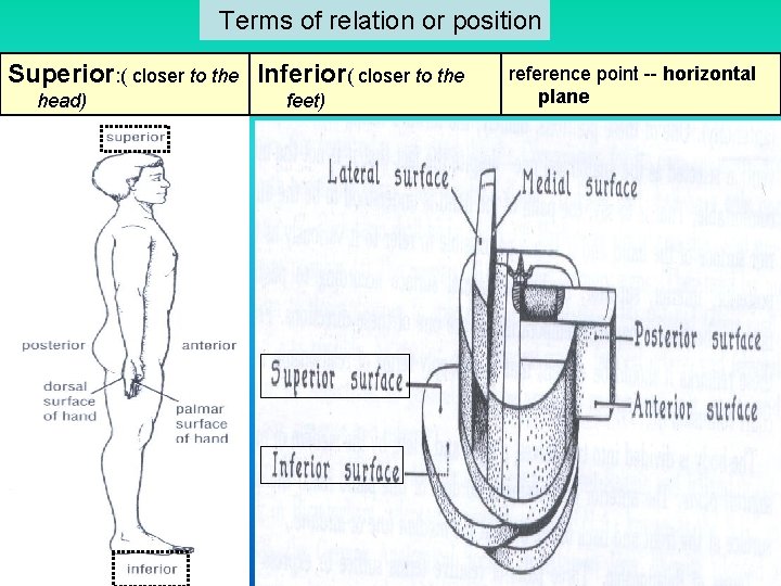  Terms of relation or position Superior: ( closer to the Inferior( closer to