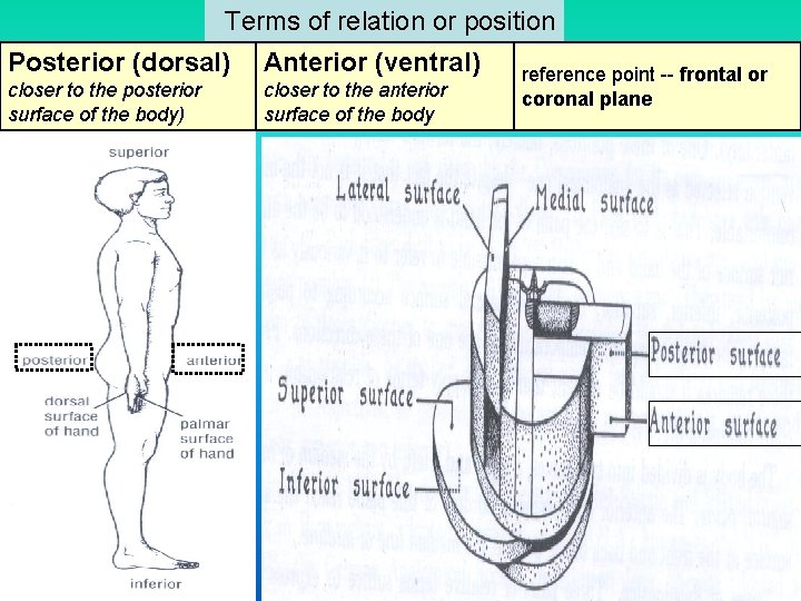Terms of relation or position Posterior (dorsal) Anterior (ventral) closer to the posterior Terms of relation or position Posterior (dorsal) Anterior (ventral) closer to the posterior