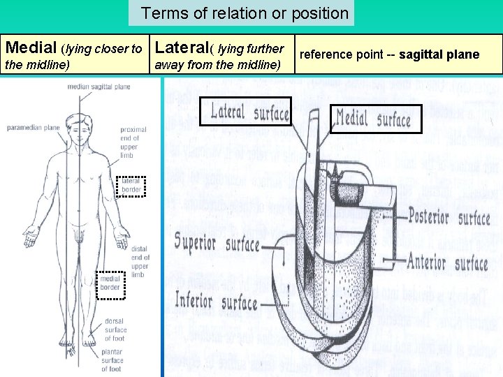 Terms of relation or position Medial (lying closer to Lateral( lying further the Terms of relation or position Medial (lying closer to Lateral( lying further the