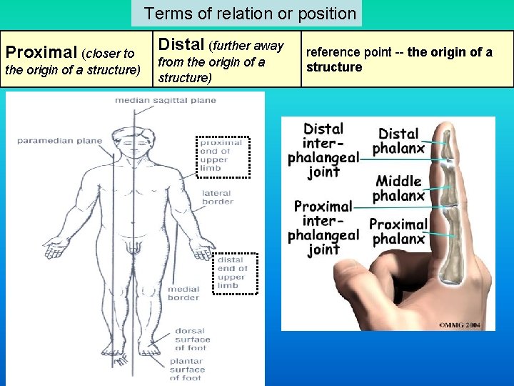  Terms of relation or position Proximal (closer to the origin of a structure)