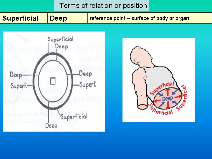  Terms of relation or position Superficial Deep reference point -- surface of body