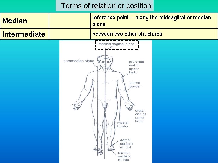  Terms of relation or position Median reference point -- along the midsagittal or
