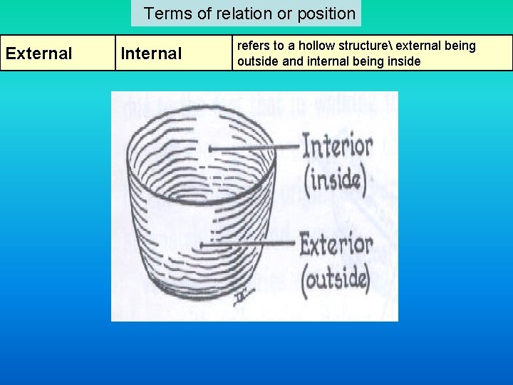 Terms of relation or position External Internal refers to a hollow structure external Terms of relation or position External Internal refers to a hollow structure external